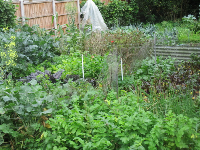 veg patch